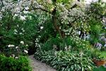 Ret simpelt - og supersmukt. Brogede hosta-planter stortrives i den lette skygge under det gamle blommetræ, der huser en overdådig slyngrose
